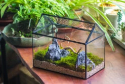 Handmade Close House-shaped Glass Terrarium Enclosure, With Acrylic Mesh Vent, For Jumping Spider, Snail Habitat, Terrarium Only -Terrarium Plant Hub IMG 8273