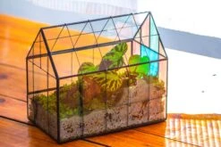 Blue Pink White Stained Glass House Shape Geometric Terrarium, Vintage Style, Close -Terrarium Plant Hub IMG 8273 e601b03c e1da 4899 a11a 0cfbca948465