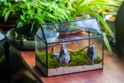 Handmade Close House-shaped Glass Terrarium Enclosure, With Acrylic Mesh Vent, For Jumping Spider, Snail Habitat, Terrarium Only -Terrarium Plant Hub IMG 8274