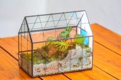 Blue Pink White Stained Glass House Shape Geometric Terrarium, Vintage Style, Close -Terrarium Plant Hub IMG 8274 0a655972 8338 46a3 84ef b26980cdc8a8