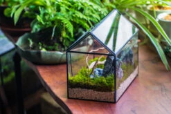 Handmade Close House-shaped Glass Terrarium Enclosure, With Acrylic Mesh Vent, For Jumping Spider, Snail Habitat, Terrarium Only -Terrarium Plant Hub IMG 8275
