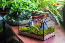 Handmade Close House-shaped Glass Terrarium Enclosure, With Acrylic Mesh Vent, For Jumping Spider, Snail Habitat, Terrarium Only -Terrarium Plant Hub IMG 8277 1