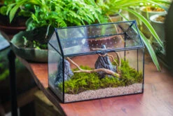 Handmade Close House-shaped Glass Terrarium Enclosure, With Acrylic Mesh Vent, For Jumping Spider, Snail Habitat, Terrarium Only -Terrarium Plant Hub IMG 8278