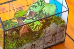 Blue Pink White Stained Glass House Shape Geometric Terrarium, Vintage Style, Close -Terrarium Plant Hub IMG 8281 6323fc80 644e 4d66 a0a4 ebdddf9ebb74