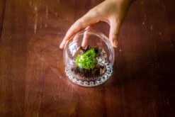 3 Units Mini Glass Globe Cloche With Decorative Beaded Base 9.5x10.8cm 38 3 Units Mini Glass Globe Cloche With Decorative Beaded Base 9.5x10.8cm -Terrarium Plant Hub IMG 8283