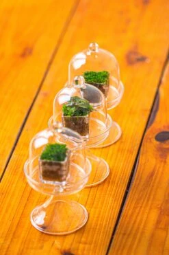 40 Units Mini Acrylic Square Pot For Moss -3cm / 1.2" Side Length -Terrarium Plant Hub IMG 8300