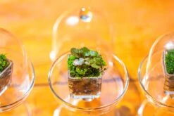 40 Units Mini Acrylic Square Pot For Moss -3cm / 1.2" Side Length -Terrarium Plant Hub IMG 8313