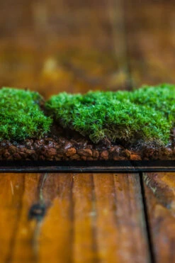 20x30cm Multiple Pieces Live Dry Leucobryum Moss, Cushion Moss Will Regreen, For Terrarium, Micro Landscape -Terrarium Plant Hub IMG 8324