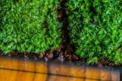 20x30cm Multiple Pieces Live Dry Leucobryum Moss, Cushion Moss Will Regreen, For Terrarium, Micro Landscape -Terrarium Plant Hub IMG 8325