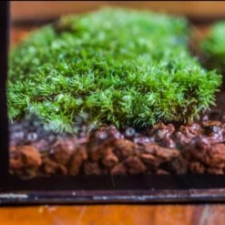 20x30cm Multiple Pieces Live Dry Leucobryum Moss, Cushion Moss Will Regreen, For Terrarium, Micro Landscape -Terrarium Plant Hub IMG 8328