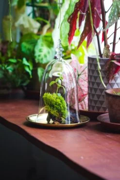 Bell Shape Glass Cloche With Glass Base And Gold Metal Base -Terrarium Plant Hub IMG 8353