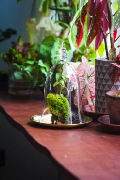 Bell Shape Glass Cloche With Glass Base And Gold Metal Base -Terrarium Plant Hub IMG 8355