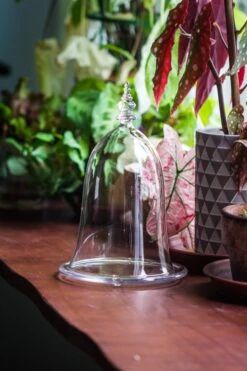 Bell Shape Glass Cloche With Glass Base And Gold Metal Base -Terrarium Plant Hub IMG 8358