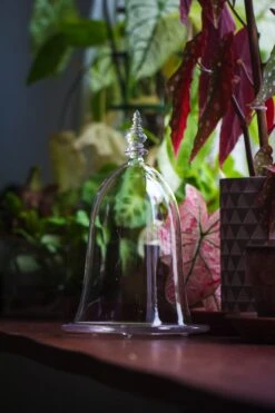 Bell Shape Glass Cloche With Glass Base And Gold Metal Base -Terrarium Plant Hub IMG 8359