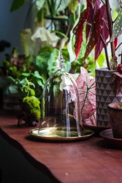 Bell Shape Glass Cloche With Glass Base And Gold Metal Base -Terrarium Plant Hub IMG 8360