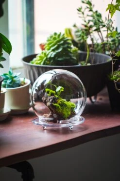 Large Glass Globe Cloche Terrarium With Glass Base And Metal Base Set -Terrarium Plant Hub IMG 8362 2