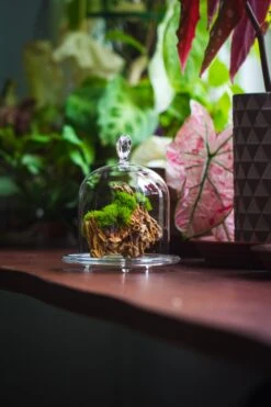 Heart Shape Tip Glass Cloche With Glass Base And Metal Gold Base Set 26 Heart Shape Tip Glass Cloche With Glass Base And Metal Gold Base Set -Terrarium Plant Hub IMG 8366