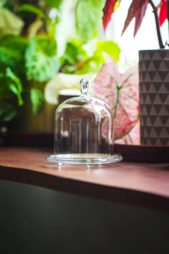 Heart Shape Tip Glass Cloche With Glass Base And Metal Gold Base Set 27 Heart Shape Tip Glass Cloche With Glass Base And Metal Gold Base Set -Terrarium Plant Hub IMG 8368