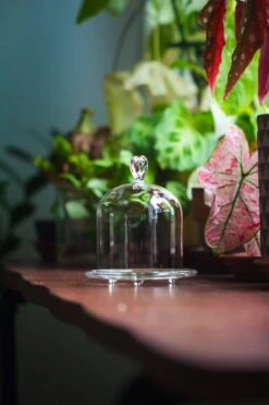 Heart Shape Tip Glass Cloche With Glass Base And Metal Gold Base Set 28 Heart Shape Tip Glass Cloche With Glass Base And Metal Gold Base Set -Terrarium Plant Hub IMG 8369