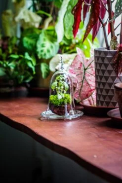 Bell Shape Glass Cloche With Glass Base And Gold Metal Base -Terrarium Plant Hub IMG 8375