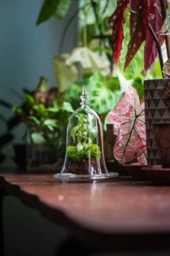 Bell Shape Glass Cloche With Glass Base And Gold Metal Base -Terrarium Plant Hub IMG 8378