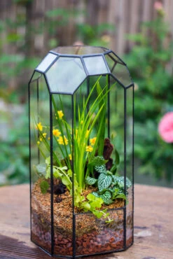 Vintage Tall Octagon Geometric Tin Glass Terrarium , 12.6" , Open, Suitable For Tall Plants, Orchid, Small Begonia Pitcher, Micro Landscape -with White Light Set -Terrarium Plant Hub IMG 8439 9d5bb23c 128d 421a 8ea3 49da7ecee1f3
