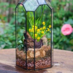 Basic Moss Terrarium Planting KIT, Suitable For Terrarium, Moss, Fern, Orchid, Begonia, Small Tropical -Terrarium Plant Hub IMG 8442 ab01a217 4f3a 4e86 9828 5cfb3ea4be29