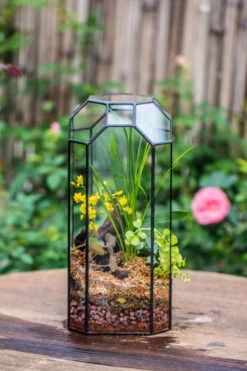Vintage Tall Octagon Geometric Tin Glass Terrarium , 12.6" , Open, Suitable For Tall Plants, Orchid, Small Begonia Pitcher, Micro Landscape -with Warm Light Set -Terrarium Plant Hub IMG 8444