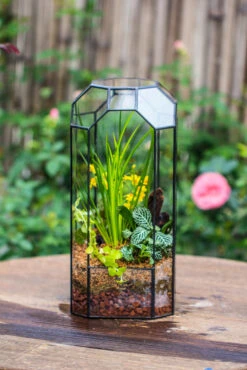 Vintage Tall Octagon Geometric Tin Glass Terrarium , 12.6" , Open, Suitable For Tall Plants, Orchid, Small Begonia Pitcher, Micro Landscape -with White Light Set -Terrarium Plant Hub IMG 8445 6793e7e4 7520 48ac 89ee 137981978ecd