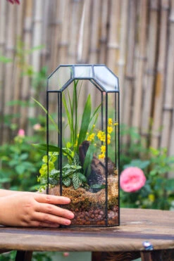 Vintage Tall Octagon Geometric Tin Glass Terrarium , 12.6" , Open, Suitable For Tall Plants, Orchid, Small Begonia Pitcher, Micro Landscape -with Warm Light Set -Terrarium Plant Hub IMG 8449 1adcfc9d 648d 4f1e 8df2 39cf5d129576