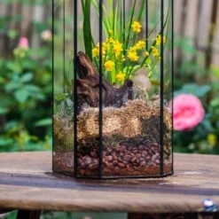 Basic Moss Terrarium Planting KIT, Suitable For Terrarium, Moss, Fern, Orchid, Begonia, Small Tropical -Terrarium Plant Hub IMG 8451 297a75c5 c923 4d88 bdce dc6ce87d28f5