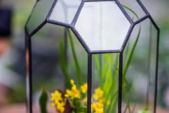Vintage Tall Octagon Geometric Tin Glass Terrarium , 12.6" , Open, Suitable For Tall Plants, Orchid, Small Begonia Pitcher, Micro Landscape -with White Light Set -Terrarium Plant Hub IMG 8453 6618a340 937b 477c a969 15f1bb01a9d1
