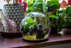 Large Glass Globe Cloche Terrarium With Glass Base And Metal Base Set -Terrarium Plant Hub IMG 8462