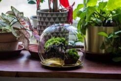 Large Glass Globe Cloche Terrarium With Glass Base And Metal Base Set -Terrarium Plant Hub IMG 8463
