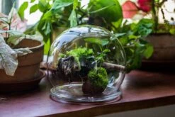 Large Glass Globe Cloche Terrarium With Glass Base And Metal Base Set -Terrarium Plant Hub IMG 8473