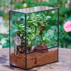 Handmade Close Glass Terrarium With Vents, With LED Grow Light Set, FOR Insects, Bugs -Terrarium Plant Hub IMG 8480 2