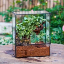 Close Geometric Glass Tin Terrarium With 3 Vents , 8x10" With Side Door, For Insects, Snail , Spider, Micro Landscape -with Warm Light Set -Terrarium Plant Hub IMG 8485 fc032517 64b6 457c 8ef2 82865d996b98