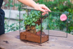Close Geometric Glass Tin Terrarium With 3 Vents , 8x10" With Side Door, For Insects, Snail , Spider, Micro Landscape -Terrarium Plant Hub IMG 8490