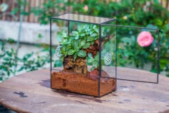 Close Geometric Glass Tin Terrarium With 3 Vents , 8x10" With Side Door, For Insects, Snail , Spider, Micro Landscape -Terrarium Plant Hub IMG 8491
