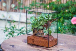 Close Geometric Glass Tin Terrarium With 3 Vents , 8x10" With Side Door, For Insects, Snail , Spider, Micro Landscape -Terrarium Plant Hub IMG 8492