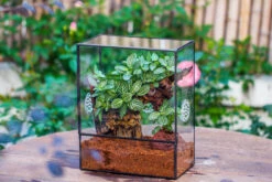 Close Geometric Glass Tin Terrarium With 3 Vents , 8x10" With Side Door, For Insects, Snail , Spider, Micro Landscape -Terrarium Plant Hub IMG 8494