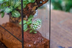 Close Geometric Glass Tin Terrarium With 3 Vents , 8x10" With Side Door, For Insects, Snail , Spider, Micro Landscape -Terrarium Plant Hub IMG 8497