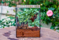 Close Geometric Glass Tin Terrarium With 3 Vents , 8x10" With Side Door, For Insects, Snail , Spider, Micro Landscape -Terrarium Plant Hub IMG 8499