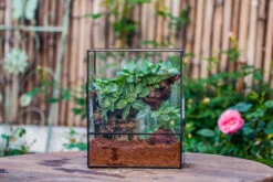 Close Geometric Glass Tin Terrarium With 3 Vents , 8x10" With Side Door, For Insects, Snail , Spider, Micro Landscape -Terrarium Plant Hub IMG 8501