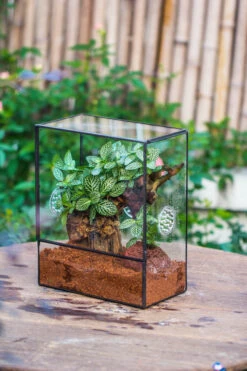 Close Geometric Glass Tin Terrarium With 3 Vents , 8x10" With Side Door, For Insects, Snail , Spider, Micro Landscape -Terrarium Plant Hub IMG 8506