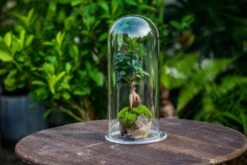 Tall Glass Dome With Glass Base And Gold Metal Base Set -Terrarium Plant Hub IMG 8511