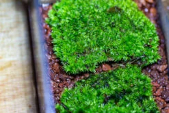 20x30cm Multiple Pieces Live Dry Leucobryum Moss, Cushion Moss Will Regreen, For Terrarium, Micro Landscape -Terrarium Plant Hub IMG 8512