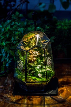 Planting Kit For This Close Geometric Tin Glass Terrarium With Door, Vent -Terrarium Plant Hub IMG 8521 3564795a db30 43f8 a9a0 c375e1ad1ff7