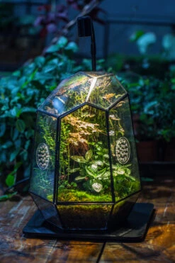 Planting Kit For This Close Geometric Tin Glass Terrarium With Door, Vent -Terrarium Plant Hub IMG 8522 a8645e37 d8de 437f 9e7f 9628edc1e809