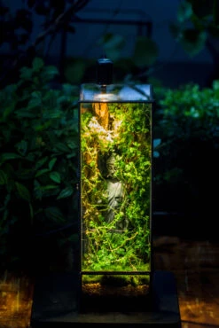 NCYP Close 11.8" Tall Geometric Glass Terrarium With Door, Tin Sealed Pillar, Planter For Moss Wall, Fern, Pitcher Plants, Tropical Plants -Terrarium Plant Hub IMG 8527 3de90c38 9101 4109 8348 211398407504